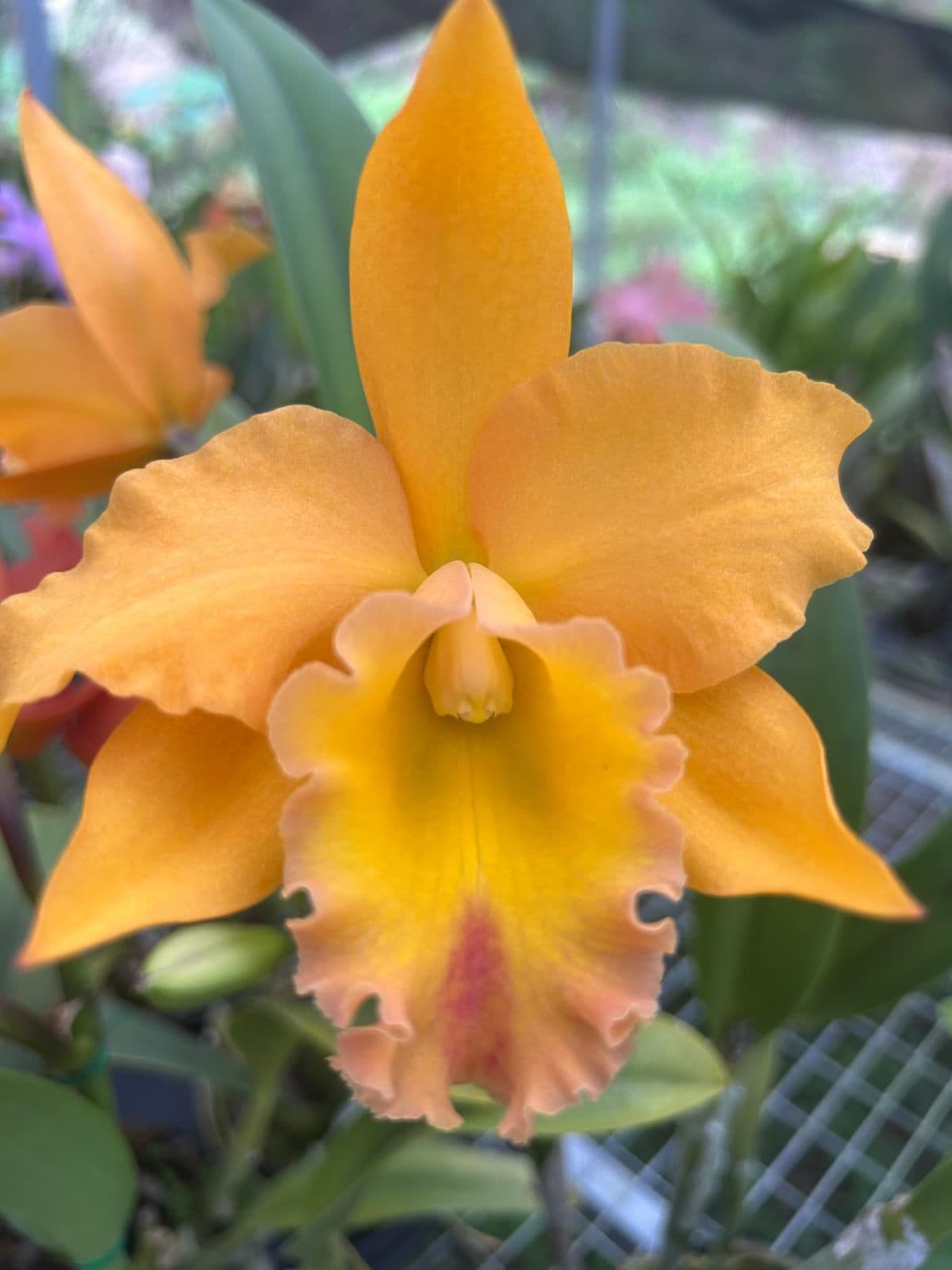 Cattleya Amarilla