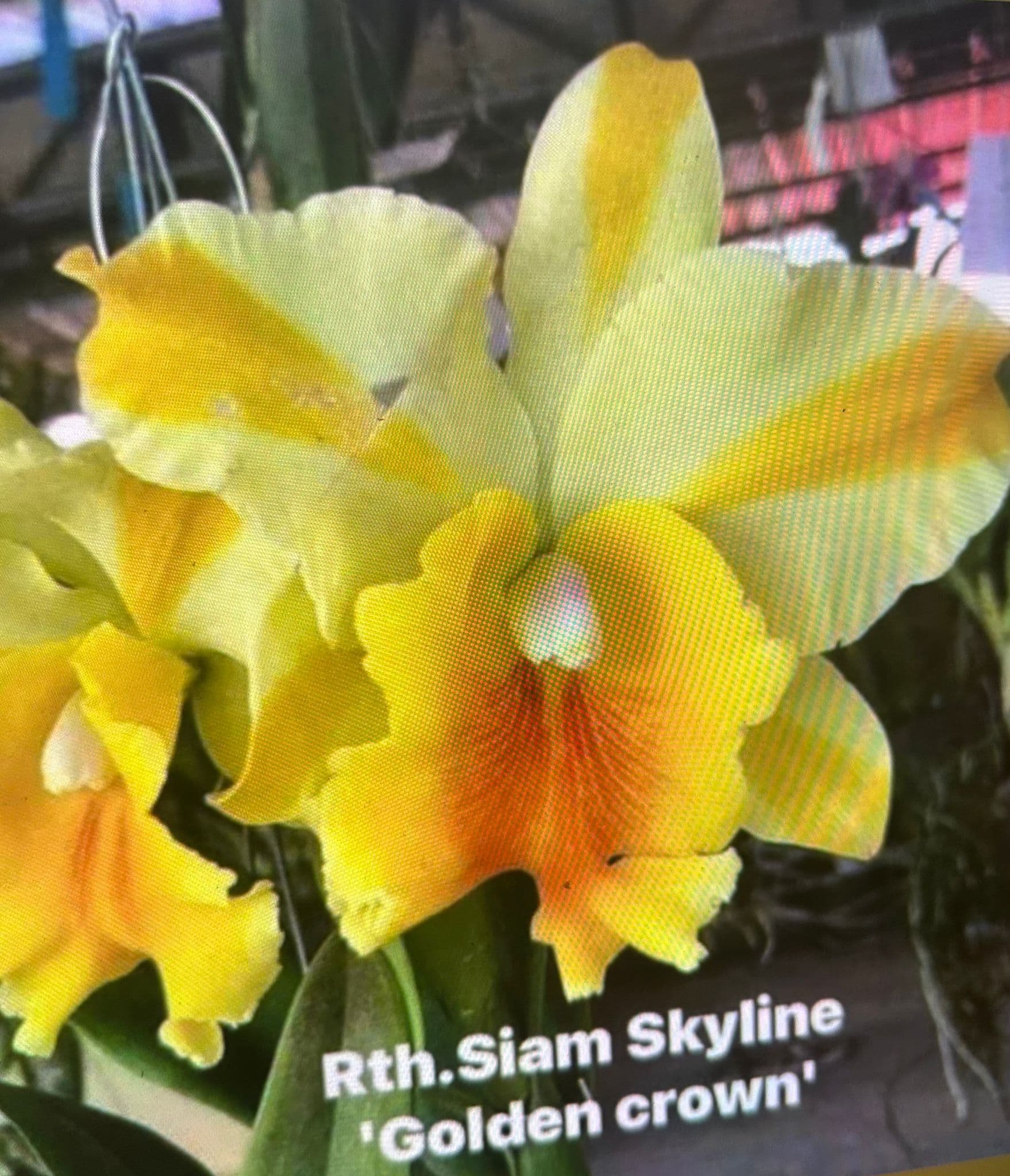 Cattleya RLC. Siam Skyline 'Golden Crown'