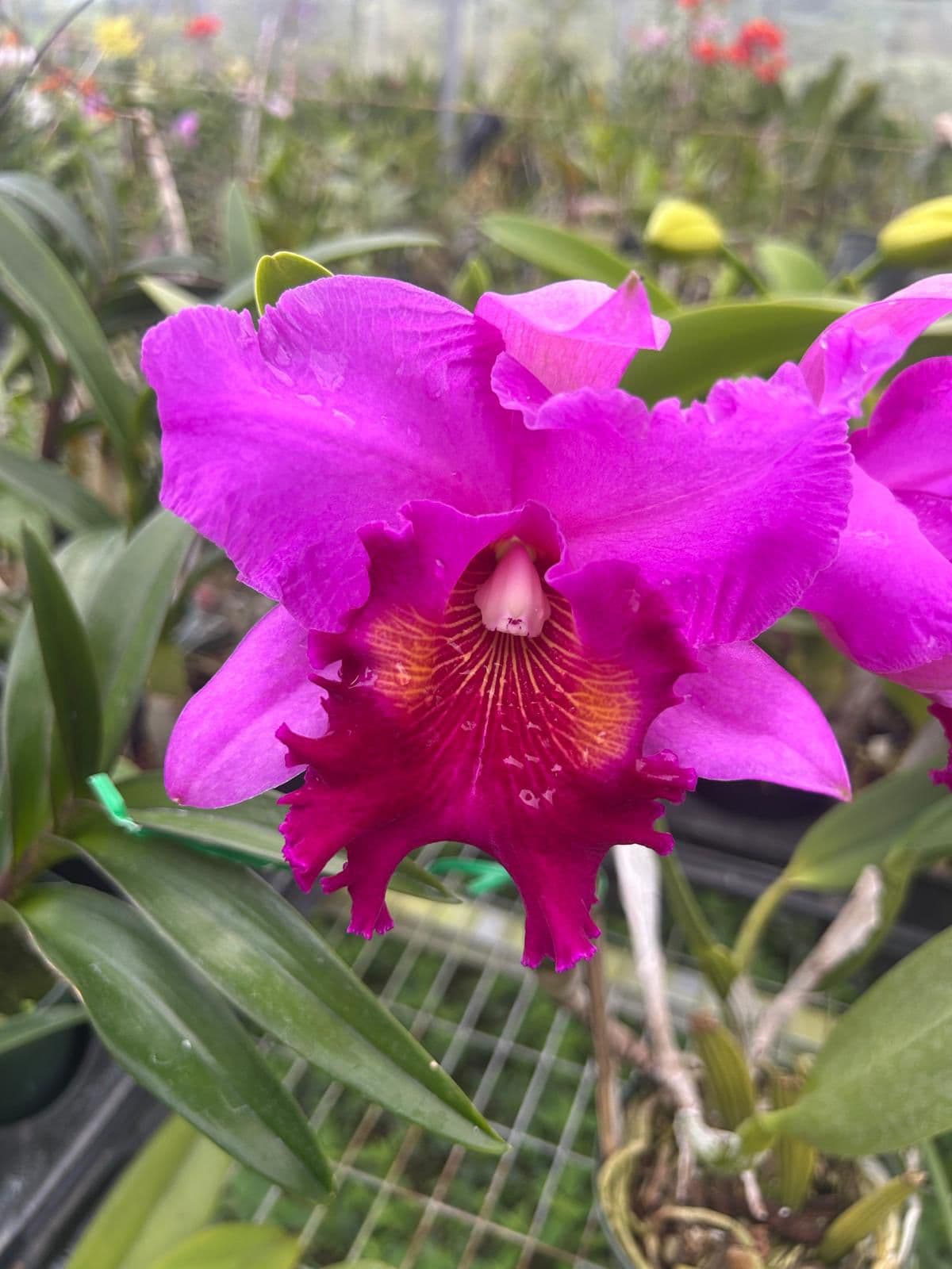 Cattleya Purpura