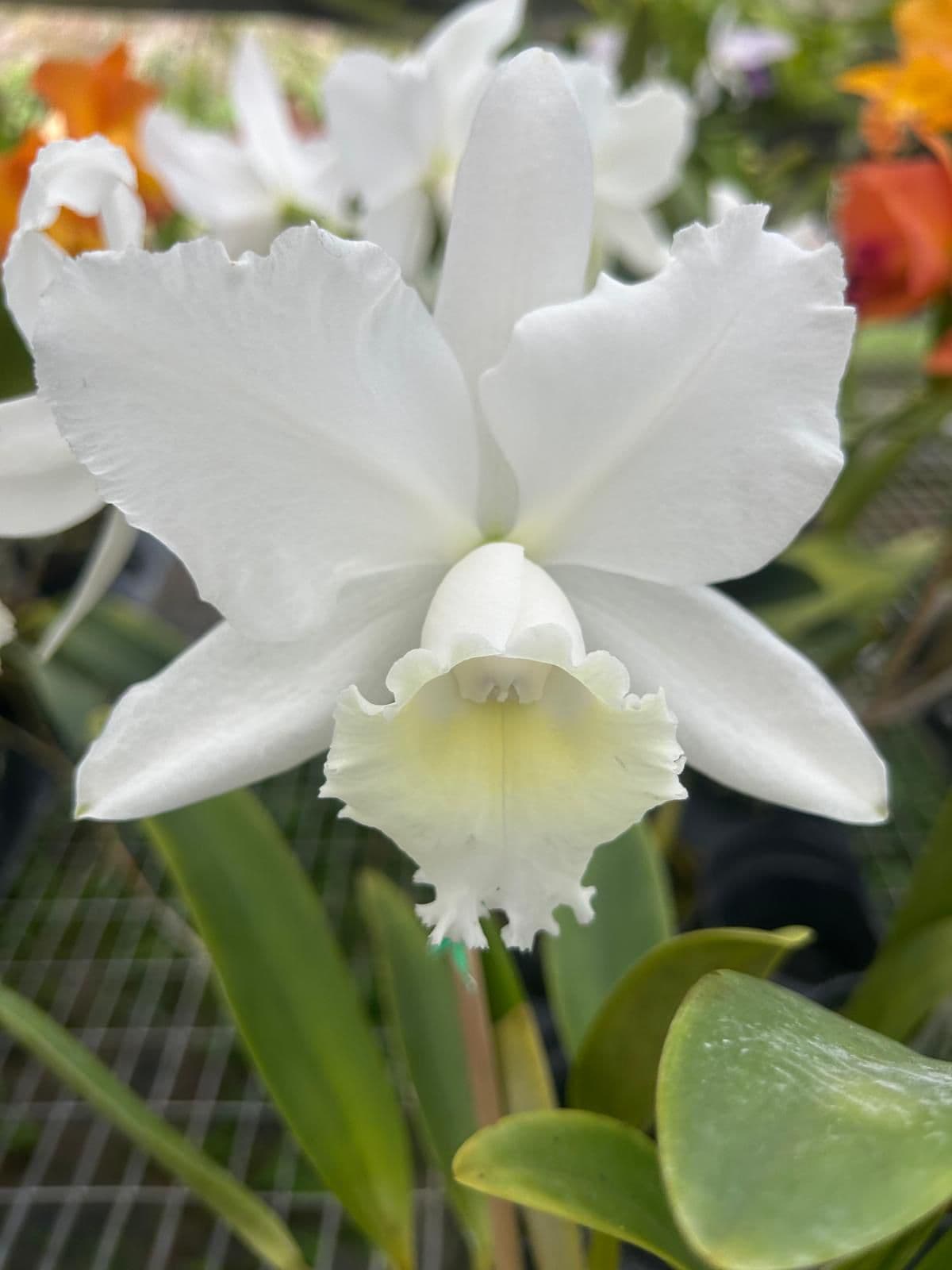 Cattleya Blanca