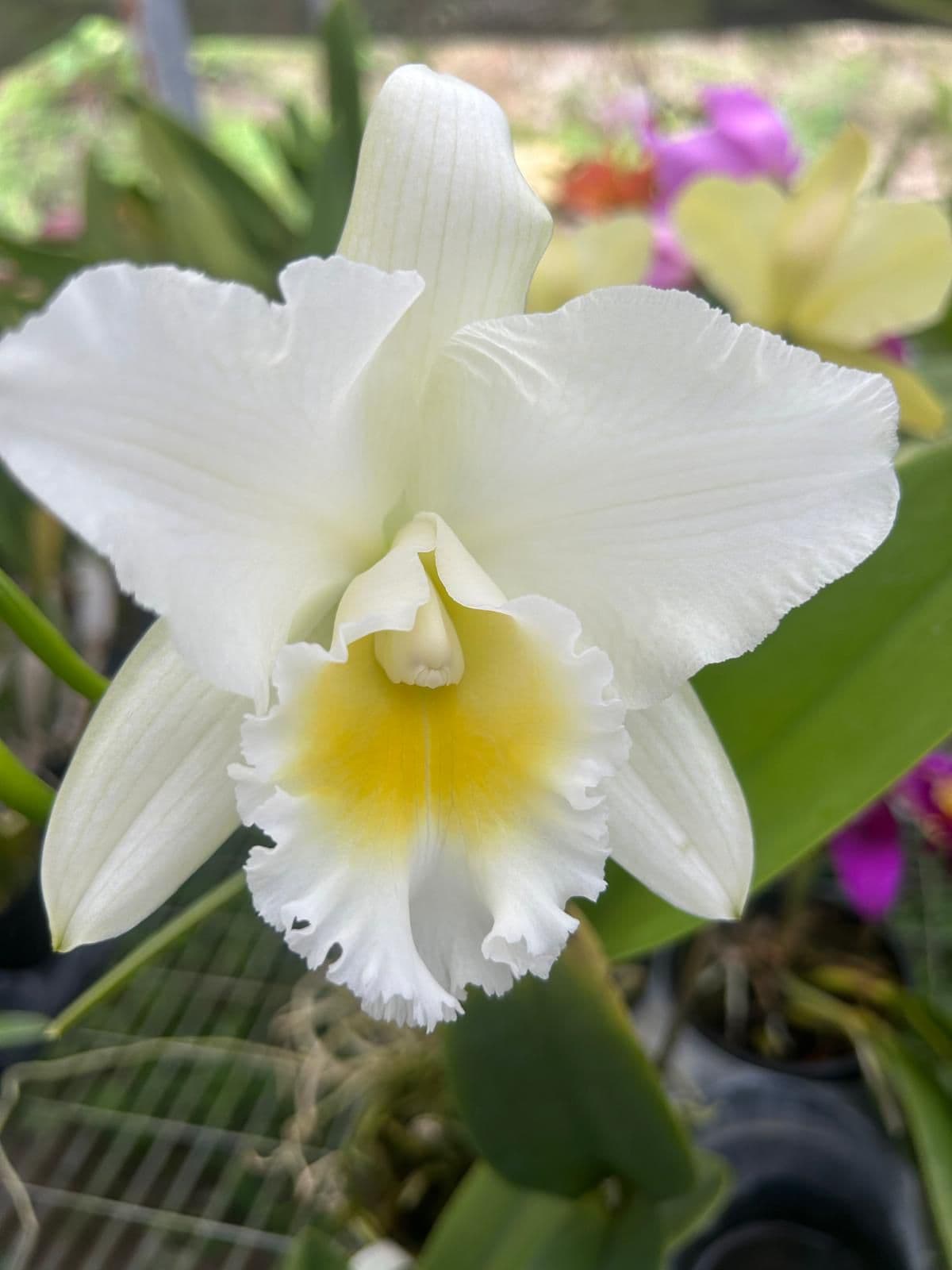Cattleya Blanca y Amarillo