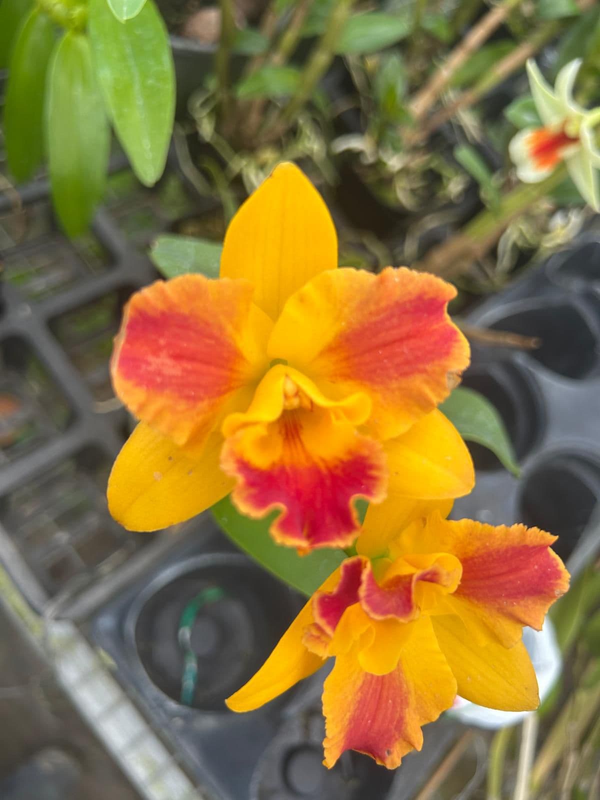 Cattleya Amarilla destellos Rojos