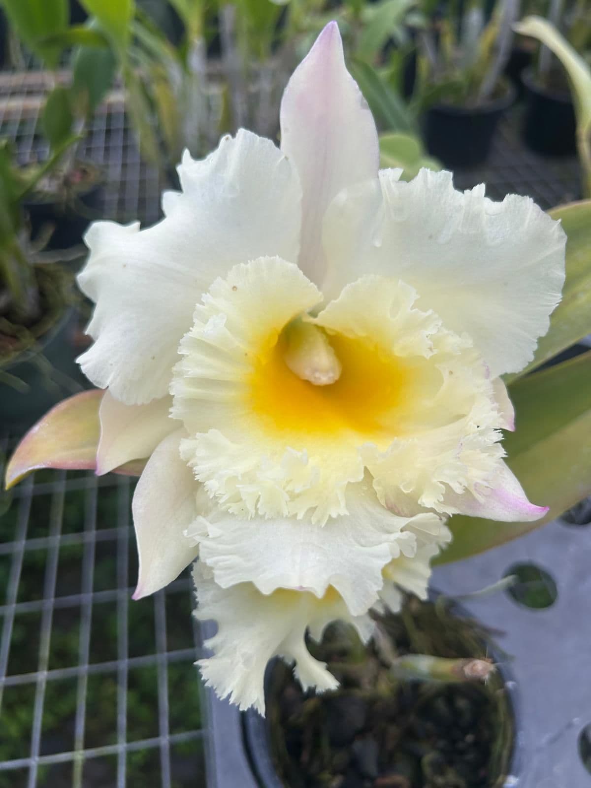 Cattleya Blanca con amarillo