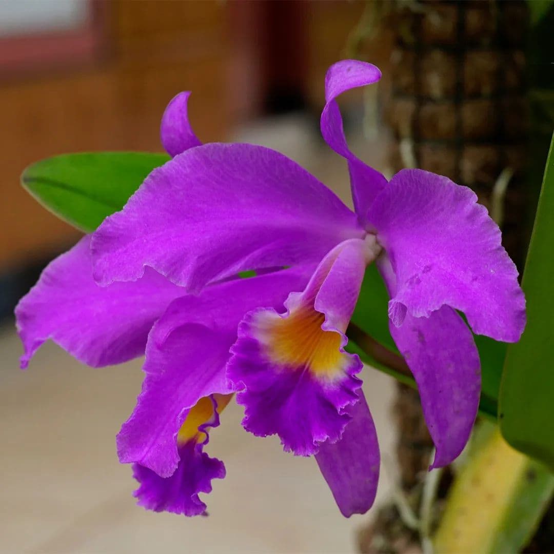 Cattleya morada test